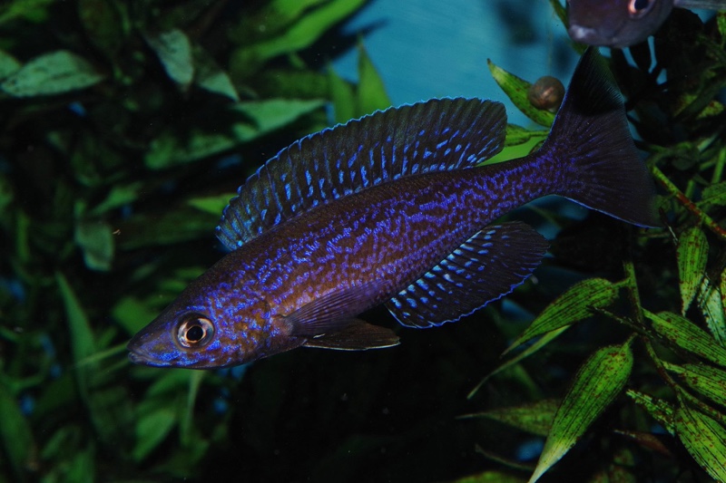 Cyprichromis microlepidotus 'Kilila'